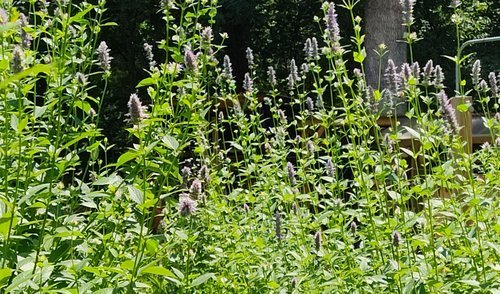 Anise Hyssop